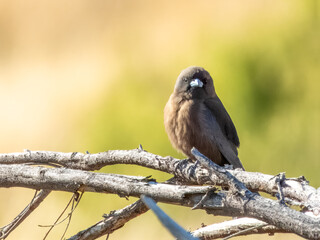 Little Woodswallow - Artamus minor in Central Australia