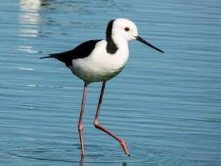 Obraz premium Pied Stilt - Himantopus leucocephalus in Australia