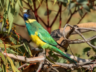 Australian Ringneck (Port Lincoln)
Barnardius zonarius zonarius in Australia