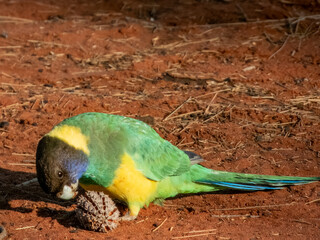 Australian Ringneck (Port Lincoln)
Barnardius zonarius zonarius in Australia
