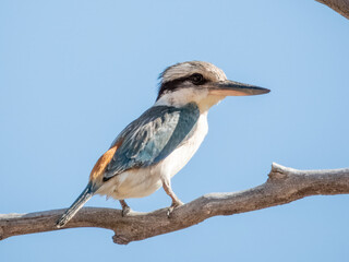 Obraz premium Red-backed Kingfisher - Todiramphus pyrrhopygius in Australia