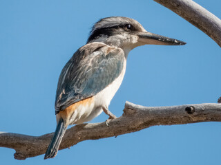 Obraz premium Red-backed Kingfisher - Todiramphus pyrrhopygius in Australia