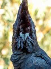 Red-tailed Black-Cockatoo - Calyptorhynchus banksii in Australia