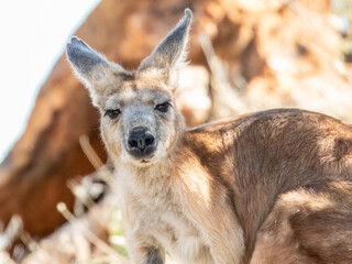Wallaroo/Euro (Osphranter robustus) in Central Australia