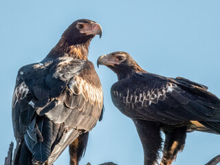 Wedge-tailed Eagle - Aquila audax in Central Australia