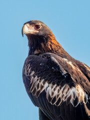 Wedge-tailed Eagle - Aquila audax in Central Australia