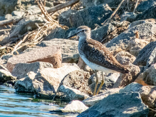 Wood Sandpiper - Tringa glareola in Australia
