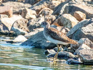 Wood Sandpiper - Tringa glareola in Australia