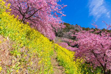 日本の風景・早春　神奈川県松田町　松田山の河津桜と菜の花