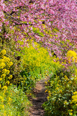 日本の風景・早春　神奈川県松田町　松田山の河津桜と菜の花