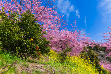 Obraz premium 日本の風景・早春 神奈川県松田町 松田山の河津桜と菜の花