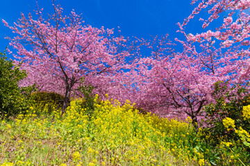 Fototapeta premium 日本の風景・早春 神奈川県松田町 松田山の河津桜と菜の花