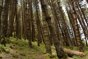 Pinos en bajada