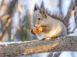 The squirrel with nut sits on tree in the winter or late autumn