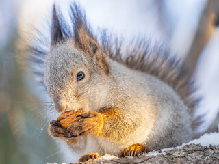 Fototapeta premium The squirrel with nut sits on tree in the winter or late autumn