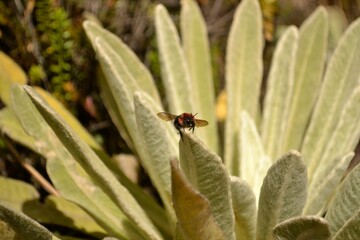 Abeja en Frailejones 