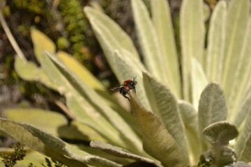Abeja de paramo
