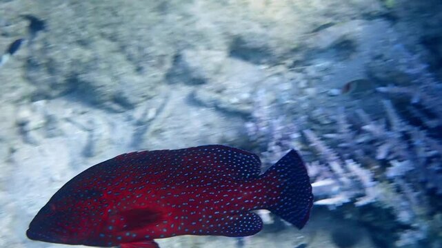 Red coral grouper, scientific name is Cephalopholis miniata, it is predator fish inhabiting coral reefs of the Red Sea, Sinai, Middle East 