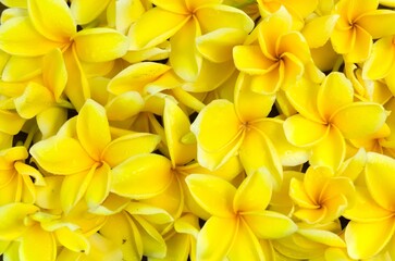 Obraz premium Close-up photo of Yellow Semboja scattered all over the floor. Semboja is a group of plants in the genus Plumeria Frangipani. Semboja Background.