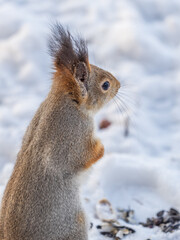 The squirrel in winter sits on white snow.