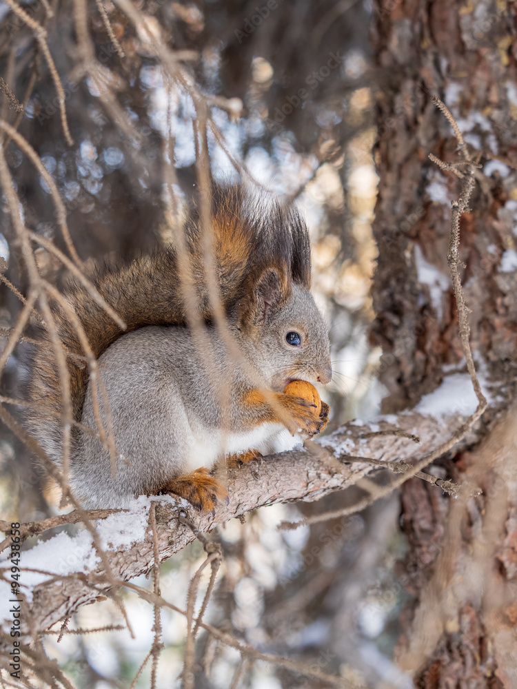 Wall mural The squirrel with nut sits on tree in the winter or late autumn