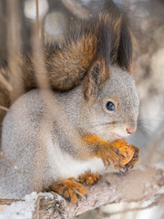 The squirrel with nut sits on tree in the winter or late autumn