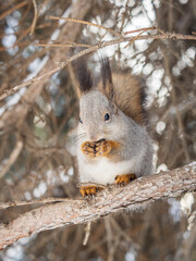The squirrel with nut sits on tree in the winter or late autumn