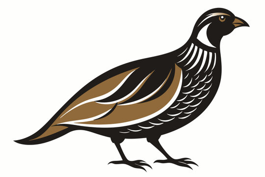 recommend clip art:  Engraving style slim quail from the side vector art illustration