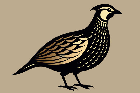 recommend clip art:  Engraving style slim quail from the side vector art illustration