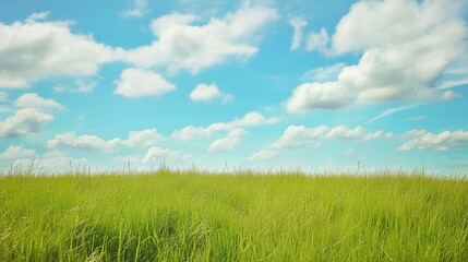 Fototapeta premium Grassy field under a blue sky with scattered clouds