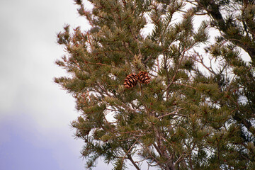 pinecones in trees