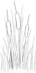 Typha(line drawing)