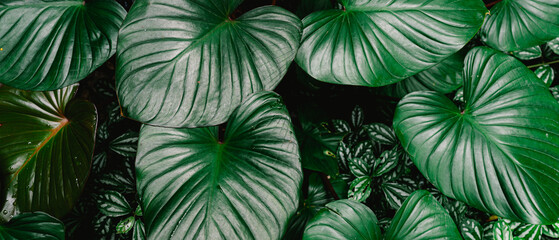 Natural background of green leaves, nature abstract wallpaper