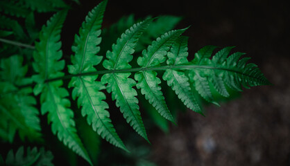 Natural background of green leaves, nature abstract wallpaper