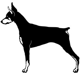Doberman Pinscher