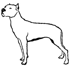 Dogo Argentino
