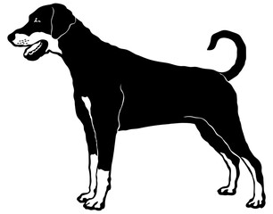 Doberman Pinscher