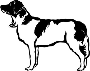 Drentsche Patrijshond