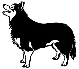 Finnish Lapphund