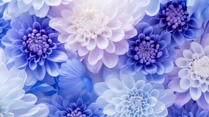 Obraz premium A captivating blend of periwinkle and cornflower blue flowers creates a calming background, ideal for artistic designs, invitations, or digital artwork
