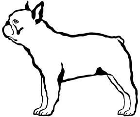French Bulldog