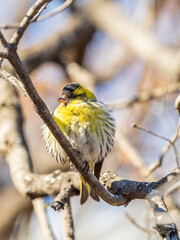 Eurasian siskin male, latin name spinus spinus, sitting on branch of tree. Cute little yellow songbird.
