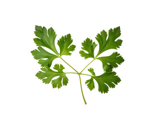 Coriander leaf isolated on a transparent background.
