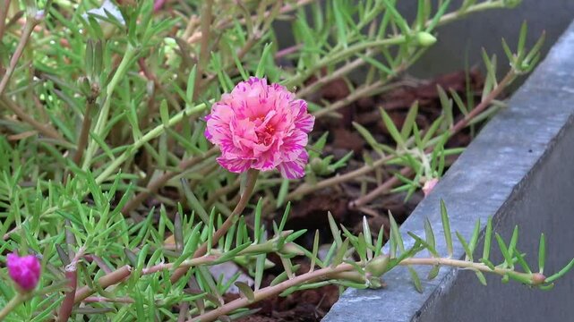 Close up of Portulaca oleracea flower pattern