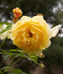 yellow rose in the garden