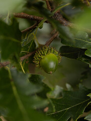 acorns on the tree