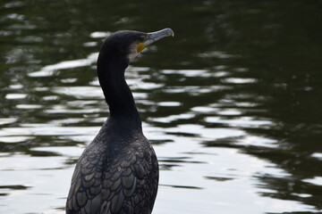 Porträt eines Kormorans
