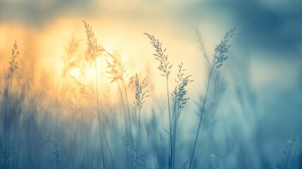 Fototapeta premium Wild grass in the forest at sunset. Macro image, shallow depth of field. Abstract summer nature background. Vintage filter