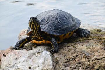 Wasserschildkröte auf Stein