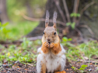 Squirrel eats a nut while sitting in green grass. Eurasian red squirrel, Sciurus vulgaris